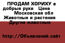 ПРОДАМ ХОРИХУ в добрые руки › Цена ­ 4 000 - Московская обл. Животные и растения » Другие животные   